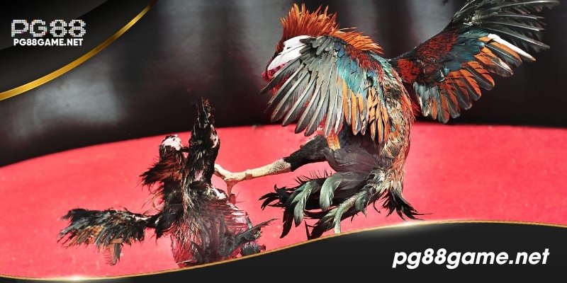 Đá Gà Thomo – Tất Tần Tật Những Điều Bạn Cần Biết Tại PG88