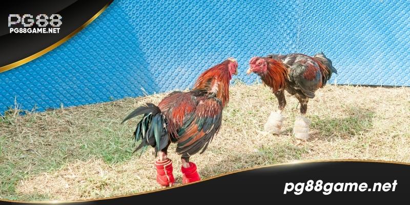 Điểm mặt sai lầm khi chơi đá gà Thomo ai cũng từng mắc