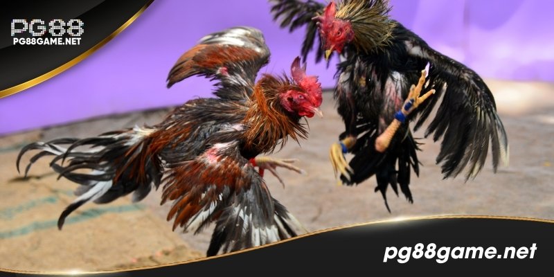 Lưu ý cho người chơi tham gia đá gà